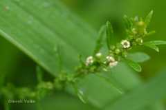 Chenopodium ambrosioides